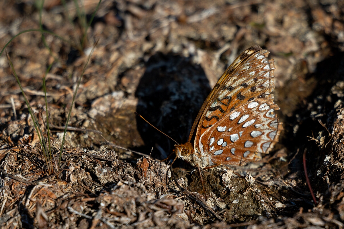 David Plant Photography - Wildlife Photography - Aphrodite fritillary - H.jpg - Aphrodite fritillary, Speyeria aphrodite - Burnt Land Provincial Park, Ontario