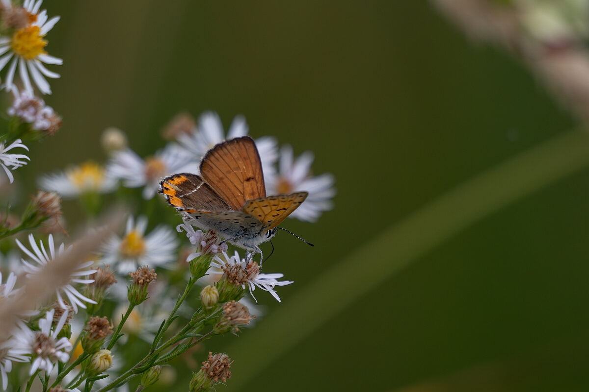David Plant Photography - Wildlife Photography - Bronze copper, Tharsalea hyllus - A.jpg - Bronze copper, Tharsalea hyllus - Old Almonte Road, Manion Corners, Ontario