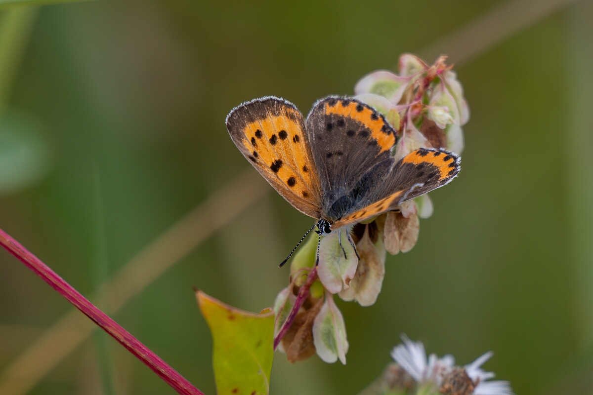 David Plant Photography - Wildlife Photography - Bronze copper, Tharsalea hyllus - B.jpg - Bronze copper, Tharsalea hyllus - Old Almonte Road, Manion Corners, Ontario