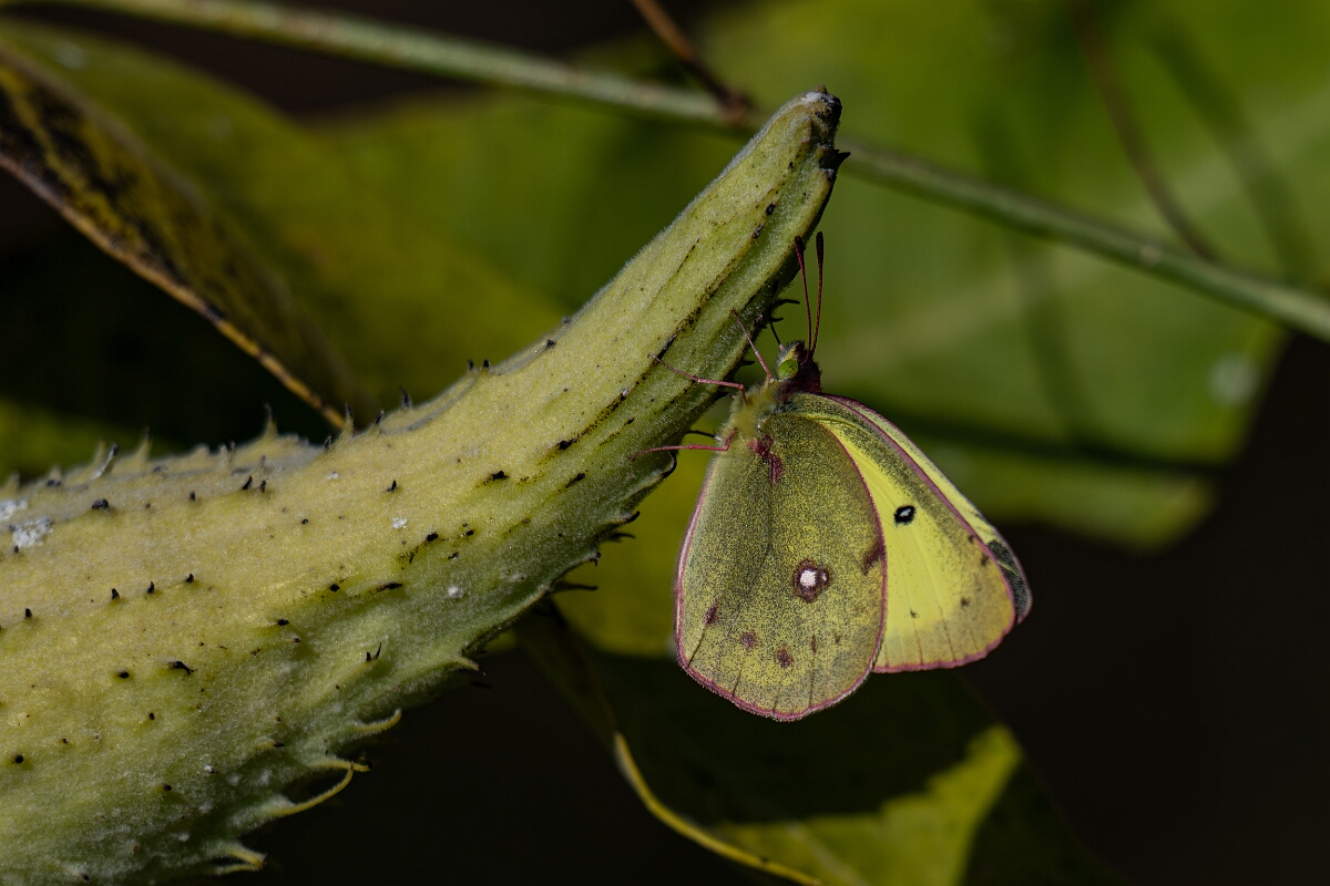 David Plant Photography - Wildlife Photography - Clouded sulphur - A.jpg - Clouded sulphur, Colias philodice - Bruce Pit, Stony Swamp, Ontario
