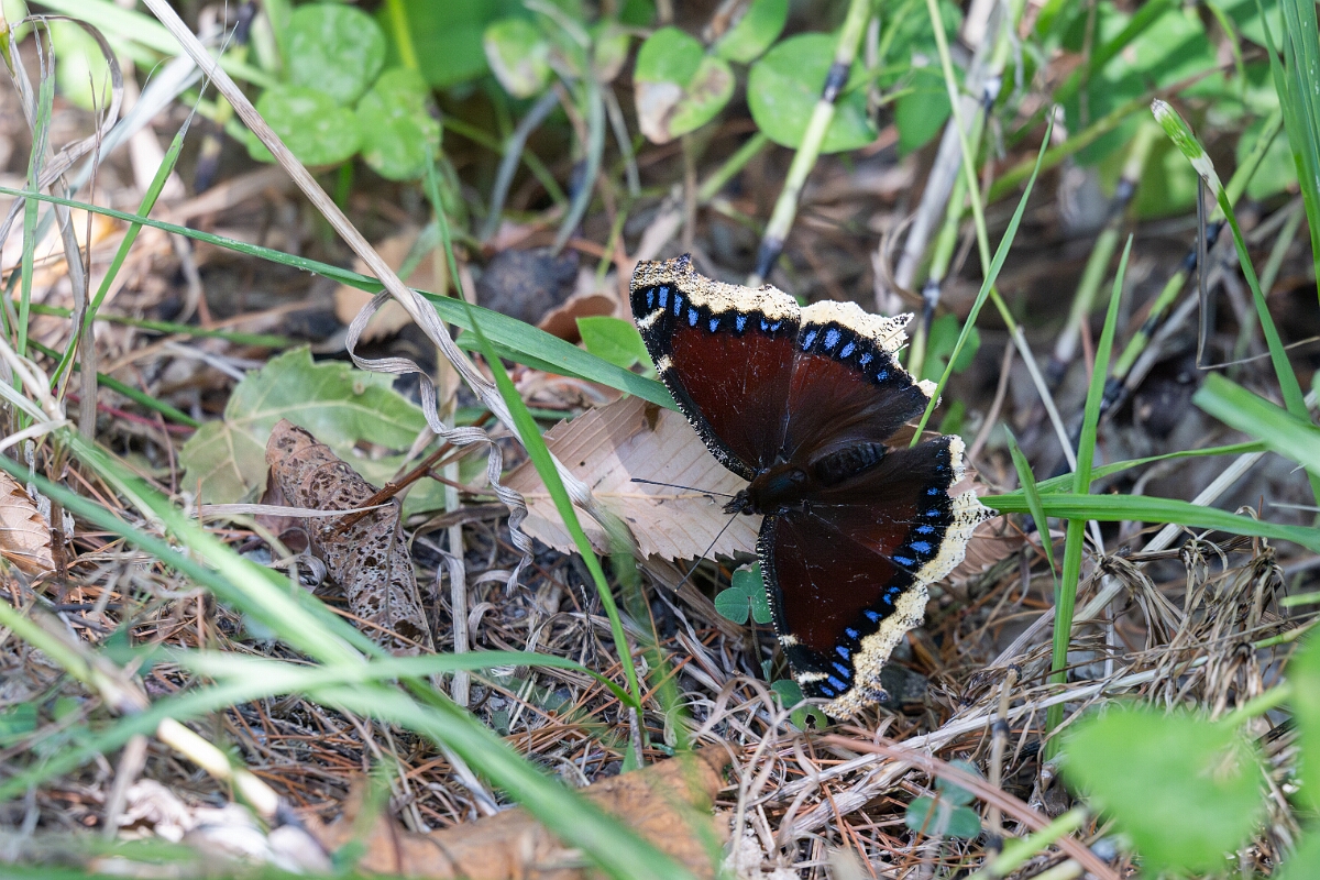 David Plant Photography - Wildlife Photography - Mourning cloak, Nymphalis antiopa - A.jpg - Mourning cloak, Nymphalis antiopa - Long Island, Rideau River, Ontario