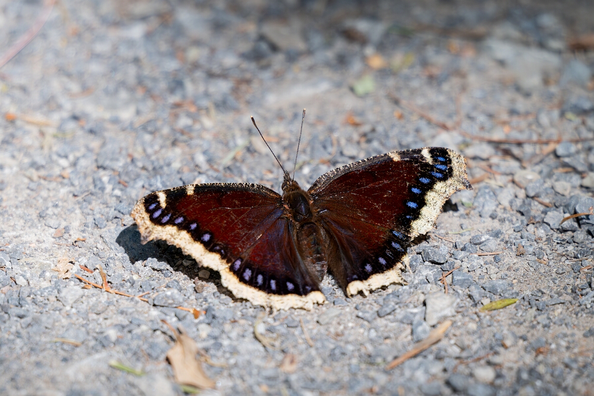 David Plant Photography - Wildlife Photography - Mourning cloak, Nymphalis antiopa - B.jpg - Mourning cloak, Nymphalis antiopa - Long Island, Rideau River, Ontario