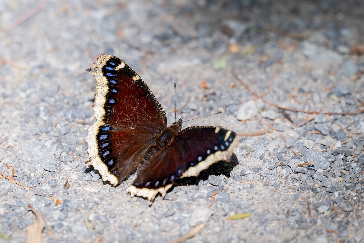 David Plant Photography - Wildlife Photography - Mourning cloak, Nymphalis antiopa - C.jpg - Mourning cloak, Nymphalis antiopa - Long Island, Rideau River, Ontario