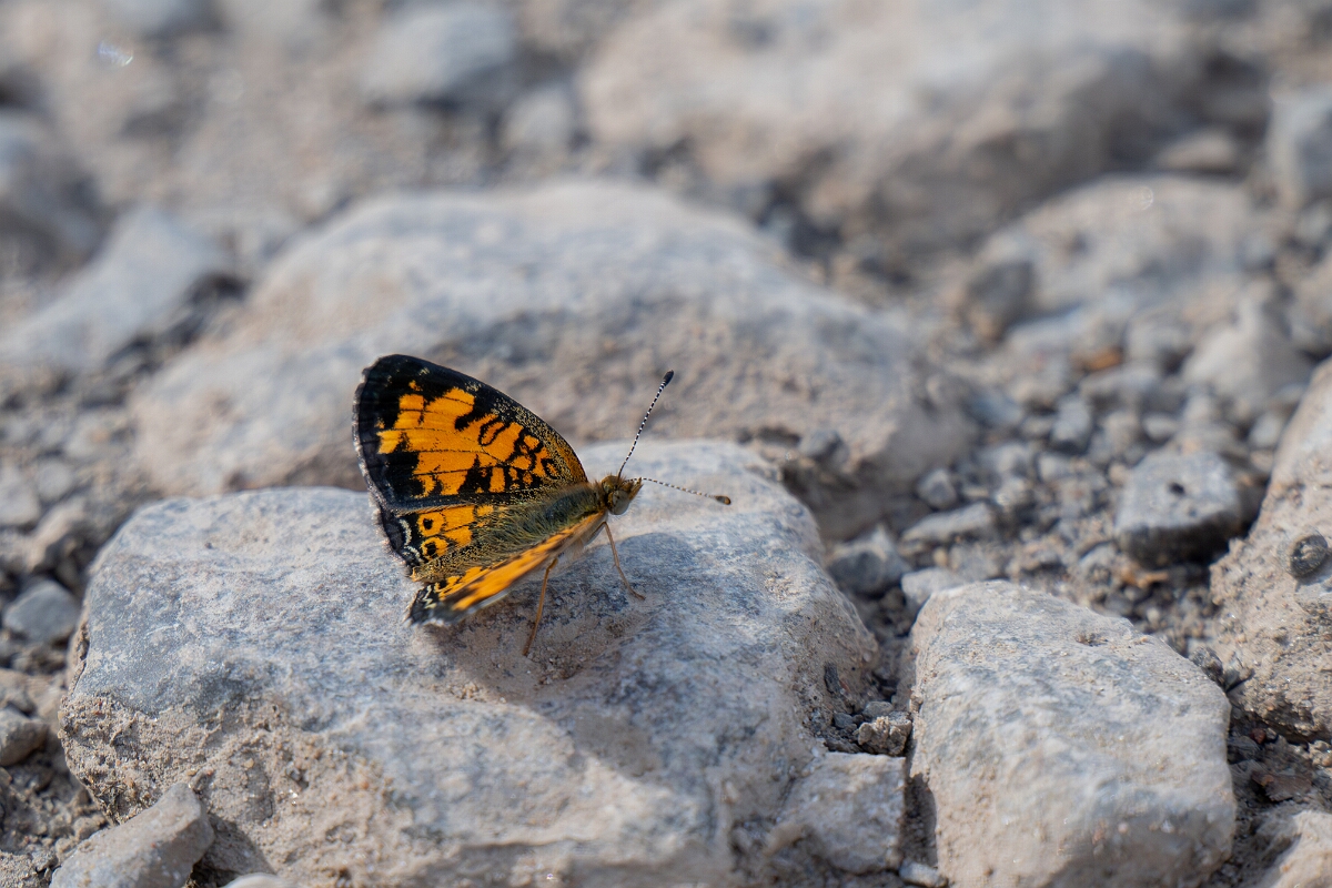David Plant Photography - Wildlife Photography - Northern crescent - A.jpg - Northern crescent, Phyciodes cocyta - Burnt Land Provincial Park, Ontario