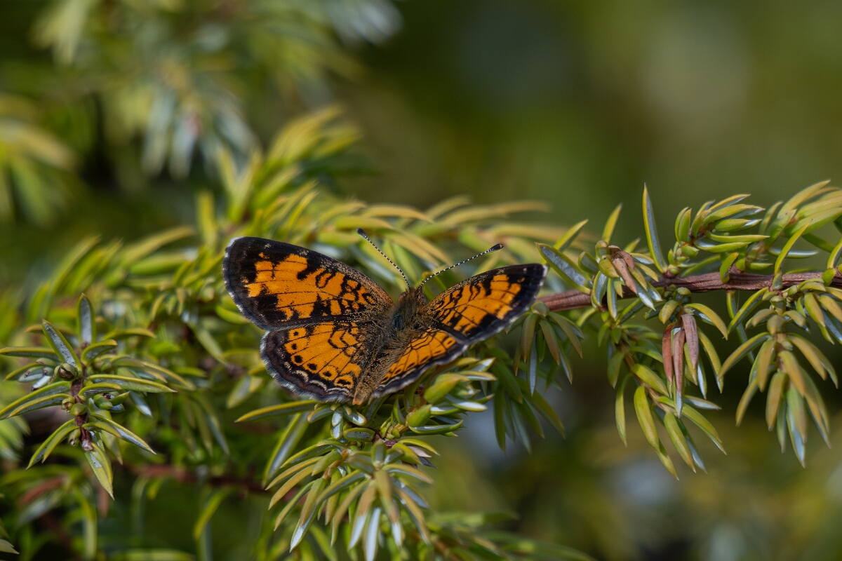 David Plant Photography - Wildlife Photography - Northern crescent - B.jpg - Northern crescent, Phyciodes cocyta - Burnt Land Provincial Park, Ontario