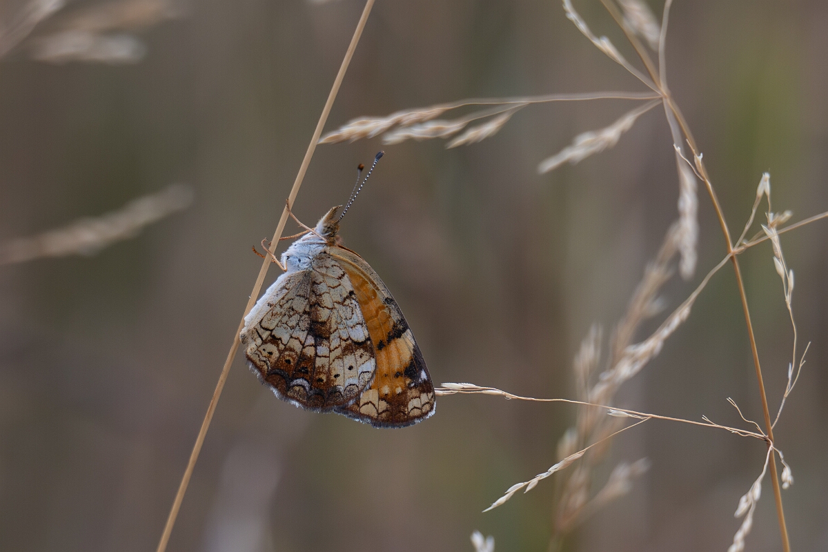David Plant Photography - Wildlife Photography - Northern crescent - C.jpg - Northern crescent, Phyciodes cocyta - Burnt Land Provincial Park, Ontario