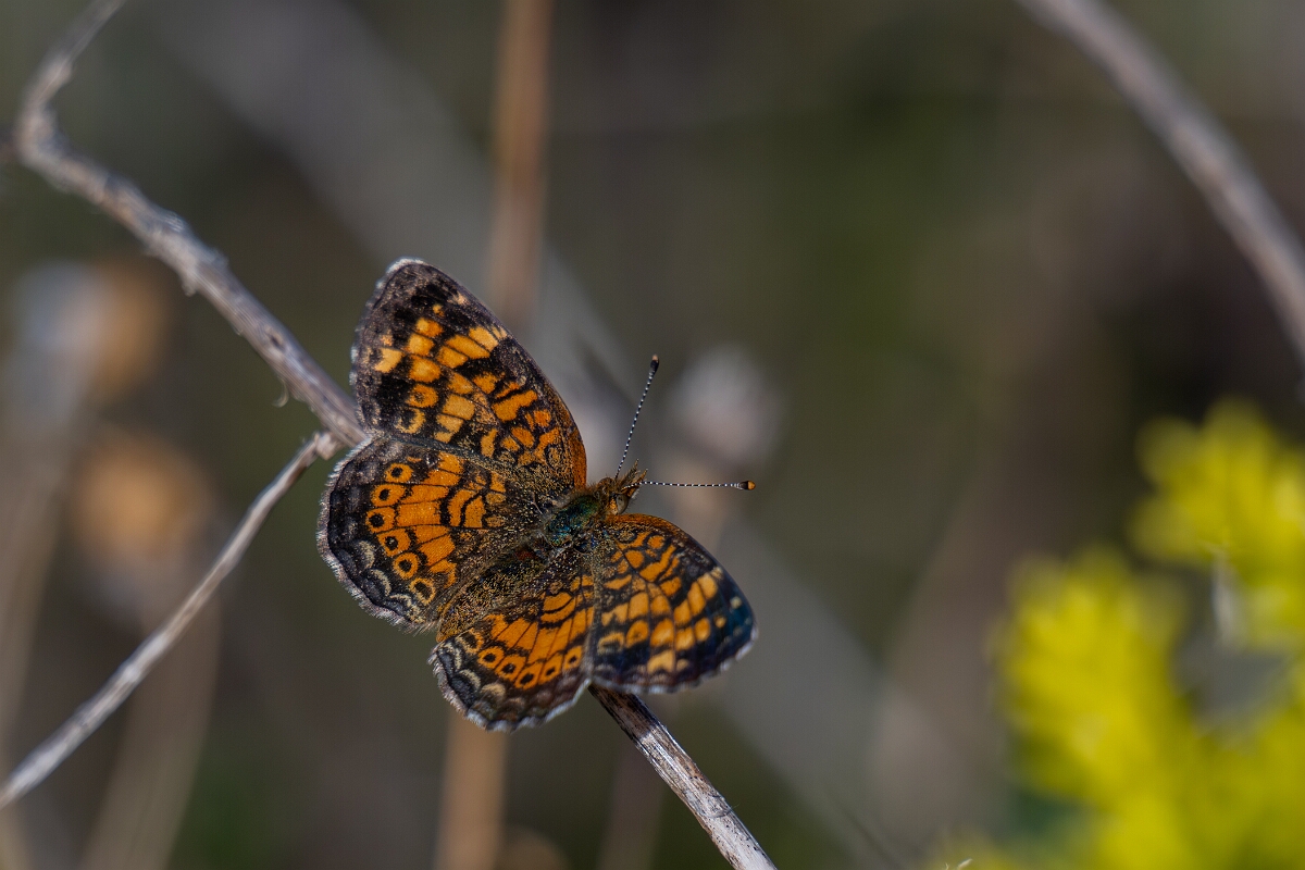 David Plant Photography - Wildlife Photography - Pearl crescent - B.jpg - Pearl crescent, Phyciodes tharos  - Burnt Land Provincial Park, Ontario