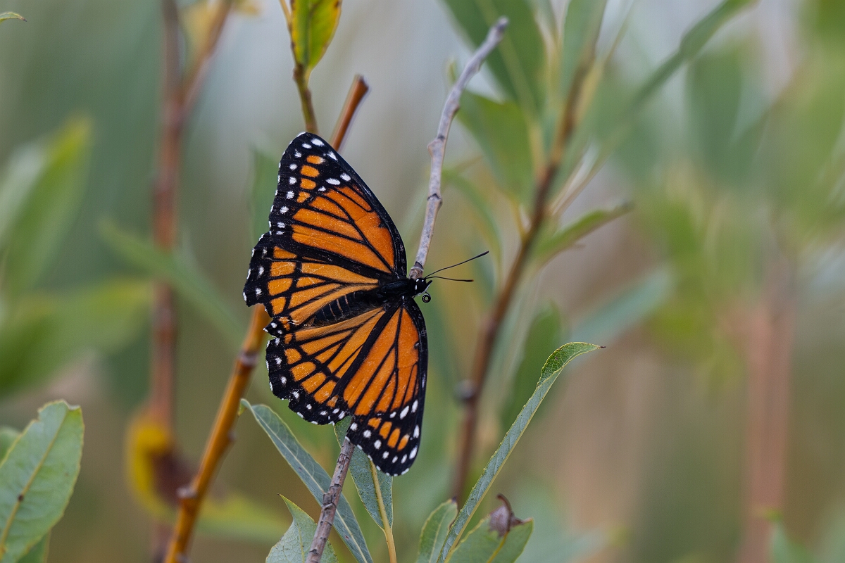 David Plant Photography - Wildlife Photography - Viceroy - A.jpg - Viceroy, Limenitis archippus - Old Almonte Road, Manion Corners, Ontario