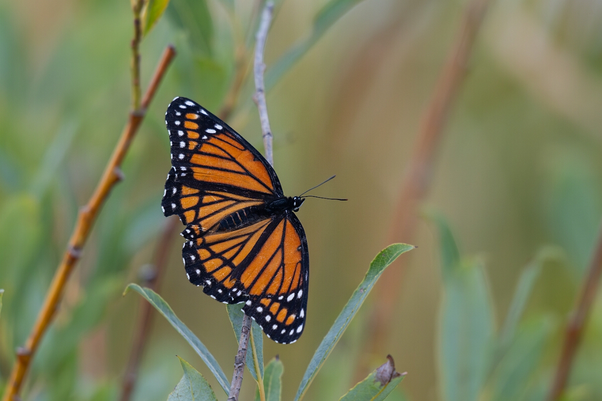 David Plant Photography - Wildlife Photography - Viceroy - B.jpg - Viceroy, Limenitis archippus - Old Almonte Road, Manion Corners, Ontario