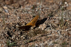 David Plant Photography - Wildlife Photography - Aphrodite fritillary - A