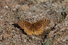 David Plant Photography - Wildlife Photography - Aphrodite fritillary - C
