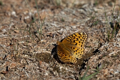 David Plant Photography - Wildlife Photography - Aphrodite fritillary - F