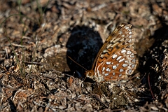 David Plant Photography - Wildlife Photography - Aphrodite fritillary - H