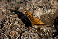 David Plant Photography - Wildlife Photography - Aphrodite fritillary - I