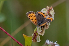 David Plant Photography - Wildlife Photography - Bronze copper, Tharsalea hyllus - B