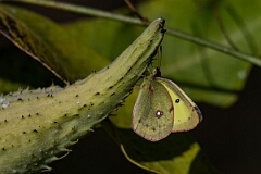 David Plant Photography - Wildlife Photography - Clouded sulphur - A