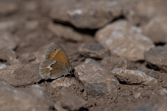 David Plant Photography - Wildlife Photography - Common ringlet - A