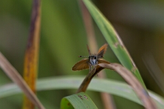 David Plant Photography - Wildlife Photography - Least skipper, Ancyloxypha numitor - A