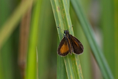 David Plant Photography - Wildlife Photography - Least skipper, Ancyloxypha numitor - B