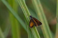 David Plant Photography - Wildlife Photography - Least skipper, Ancyloxypha numitor - C