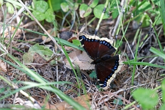 David Plant Photography - Wildlife Photography - Mourning cloak, Nymphalis antiopa - A