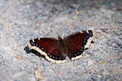David Plant Photography - Wildlife Photography - Mourning cloak, Nymphalis antiopa - B