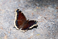 David Plant Photography - Wildlife Photography - Mourning cloak, Nymphalis antiopa - C