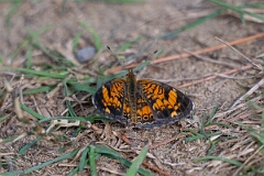 David Plant Photography - Wildlife Photography - Pearl crescent - A