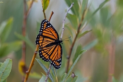 David Plant Photography - Wildlife Photography - Viceroy - A