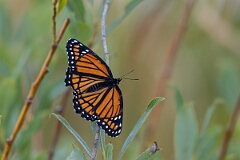 David Plant Photography - Wildlife Photography - Viceroy - B