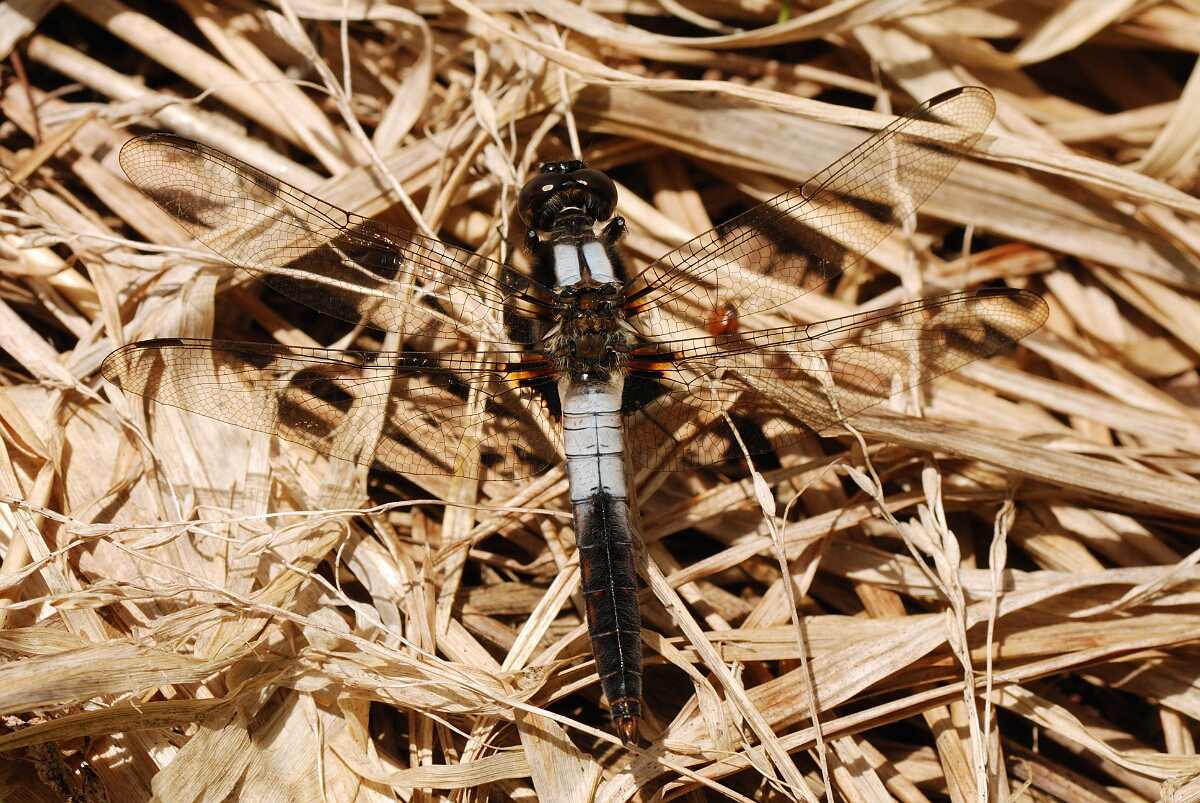 David Plant Photography - Wildlife Photographer - Chalk-fronted corporal - C.jpg - Chalk-fronted corporal - Robertson Lake, ON