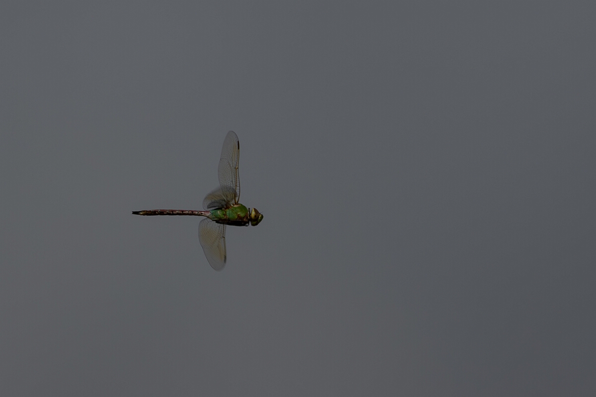David Plant Photography - Wildlife Photography - Common green darner - A.jpg - Common green darner, Anax junius - Burnt Land Provincial Park, Ontario
