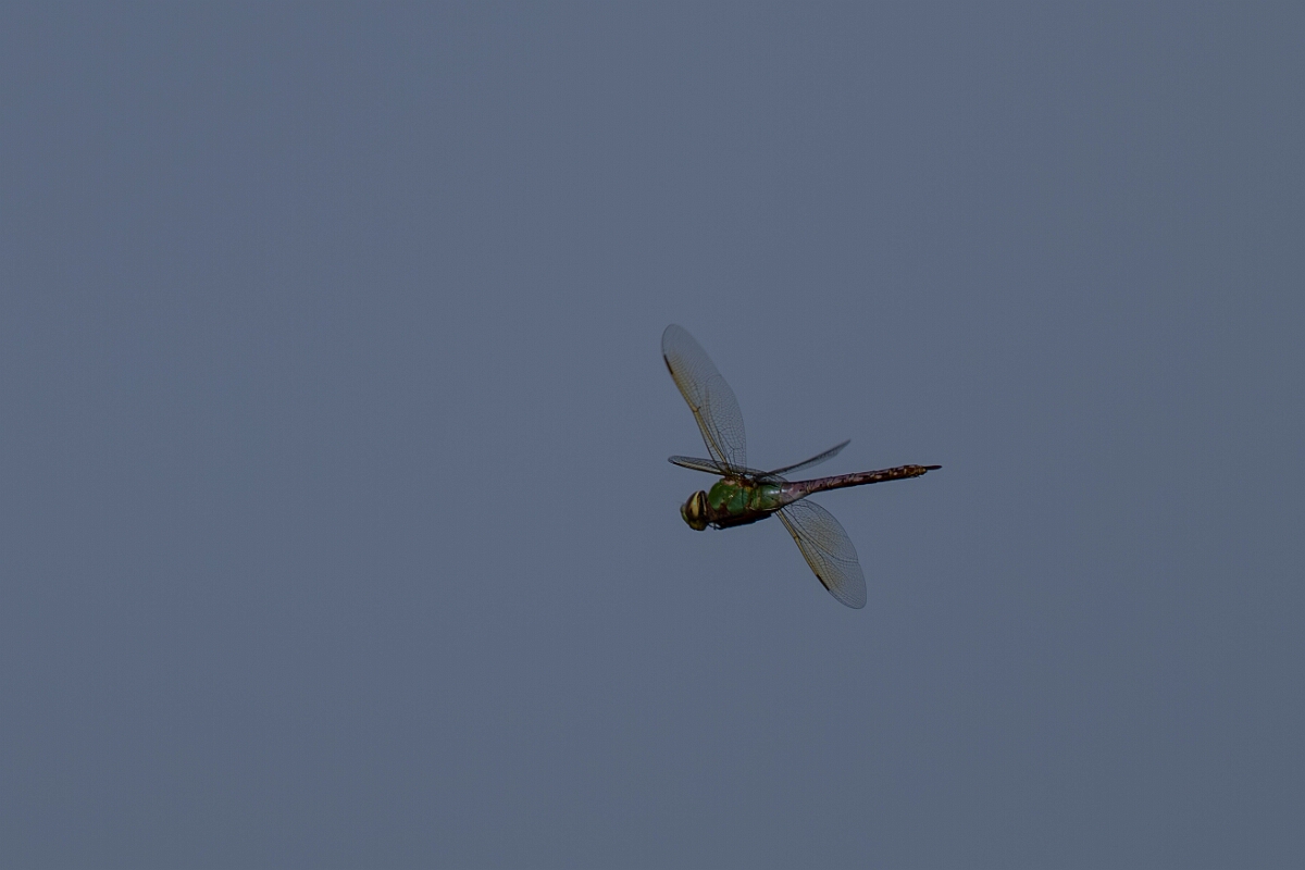 David Plant Photography - Wildlife Photography - Common green darner - E.jpg - Common green darner, Anax junius - Burnt Land Provincial Park, Ontario