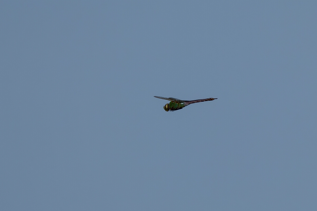 David Plant Photography - Wildlife Photography - Common green darner - F.jpg - Common green darner, Anax junius - Burnt Land Provincial Park, Ontario