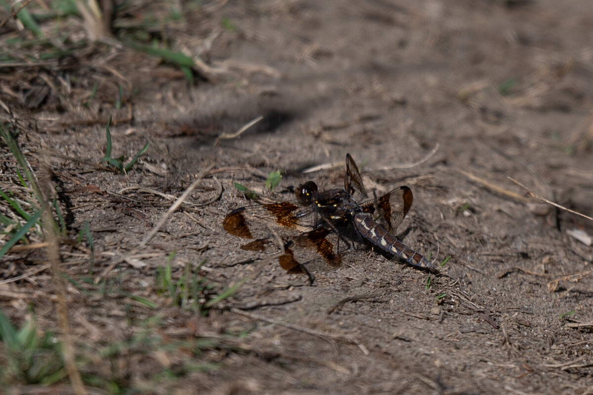 David Plant Photography - Wildlife Photography - Common whitetail - A.jpg - Common whitetail, Plathemis lydia - Bruce Pit, Stony Swamp, Ontario
