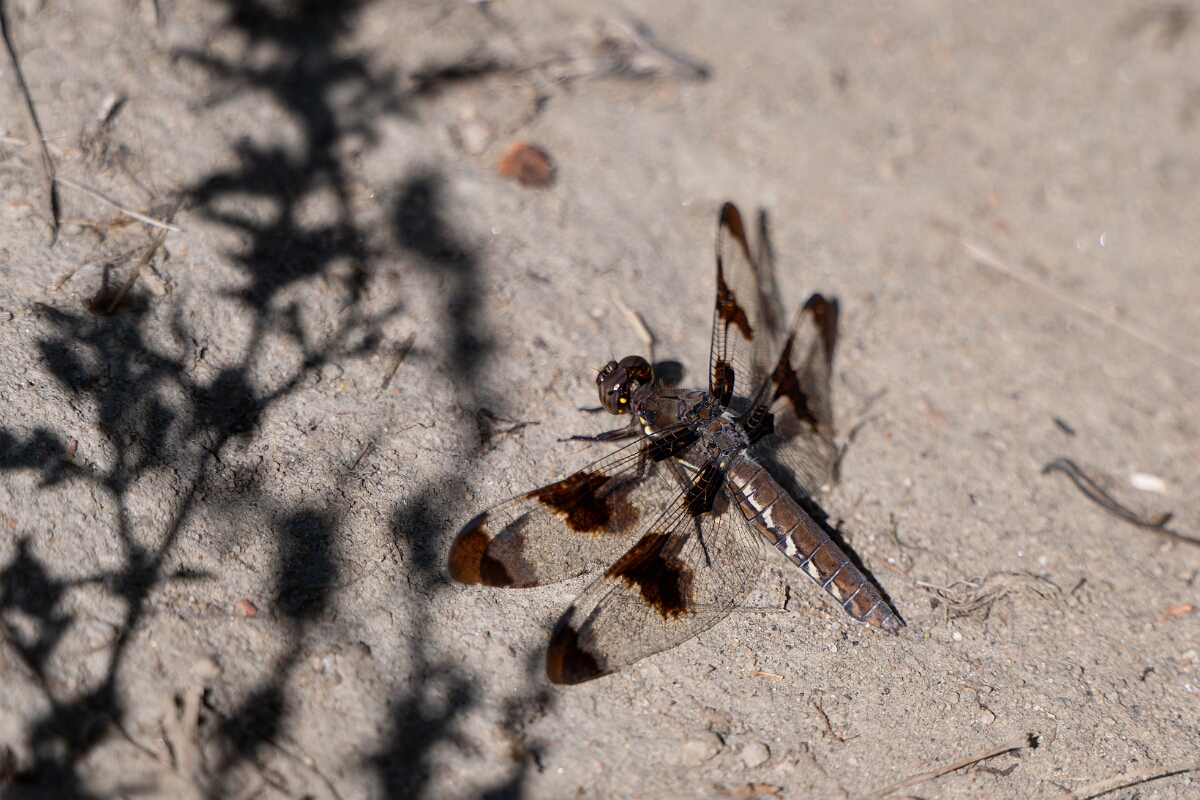 David Plant Photography - Wildlife Photography - Common whitetail - B.jpg - Common whitetail, Plathemis lydia - Bruce Pit, Stony Swamp, Ontario