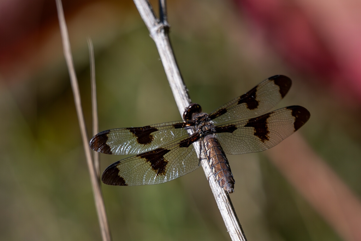 David Plant Photography - Wildlife Photography - Common whitetail - C.jpg - Common whitetail, Plathemis lydia - Bruce Pit, Stony Swamp, Ontario