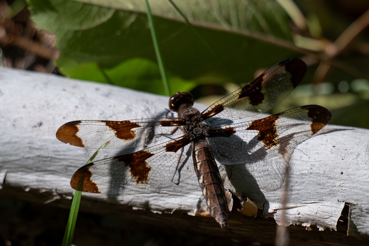 David Plant Photography - Wildlife Photography - Common whitetail - D.jpg - Common whitetail, Plathemis lydia - Bruce Pit, Stony Swamp, Ontario