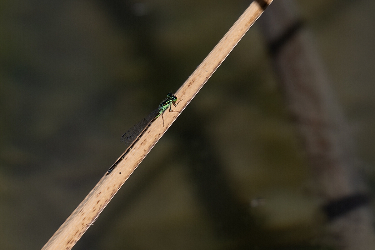 David Plant Photography - Wildlife Photography - Fragile forktail, Ischnura posita - A.jpg - Fragile forktail, Ischnura posita - Long Island, Rideau River, Ontario
