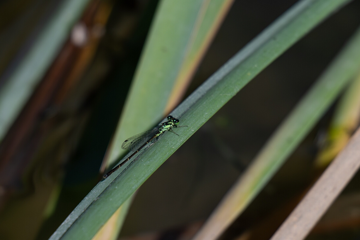 David Plant Photography - Wildlife Photography - Fragile forktail, Ischnura posita - B.jpg - Fragile forktail, Ischnura posita - Long Island, Rideau River, Ontario