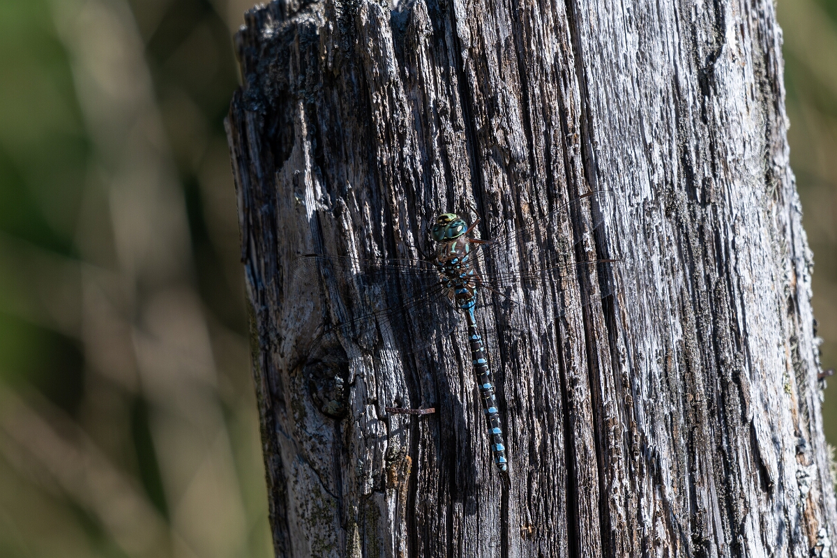 David Plant Photography - Wildlife Photography - Lake darner, Aeshna eremita - A.jpg - Lake darner, Aeshna eremita - Bruce Pit, Stony Swamp, Ontario