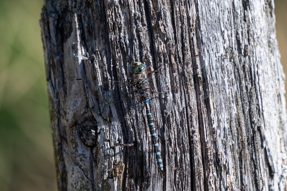 David Plant Photography - Wildlife Photography - Lake darner, Aeshna eremita - B.jpg - Lake darner, Aeshna eremita - Bruce Pit, Stony Swamp, Ontario