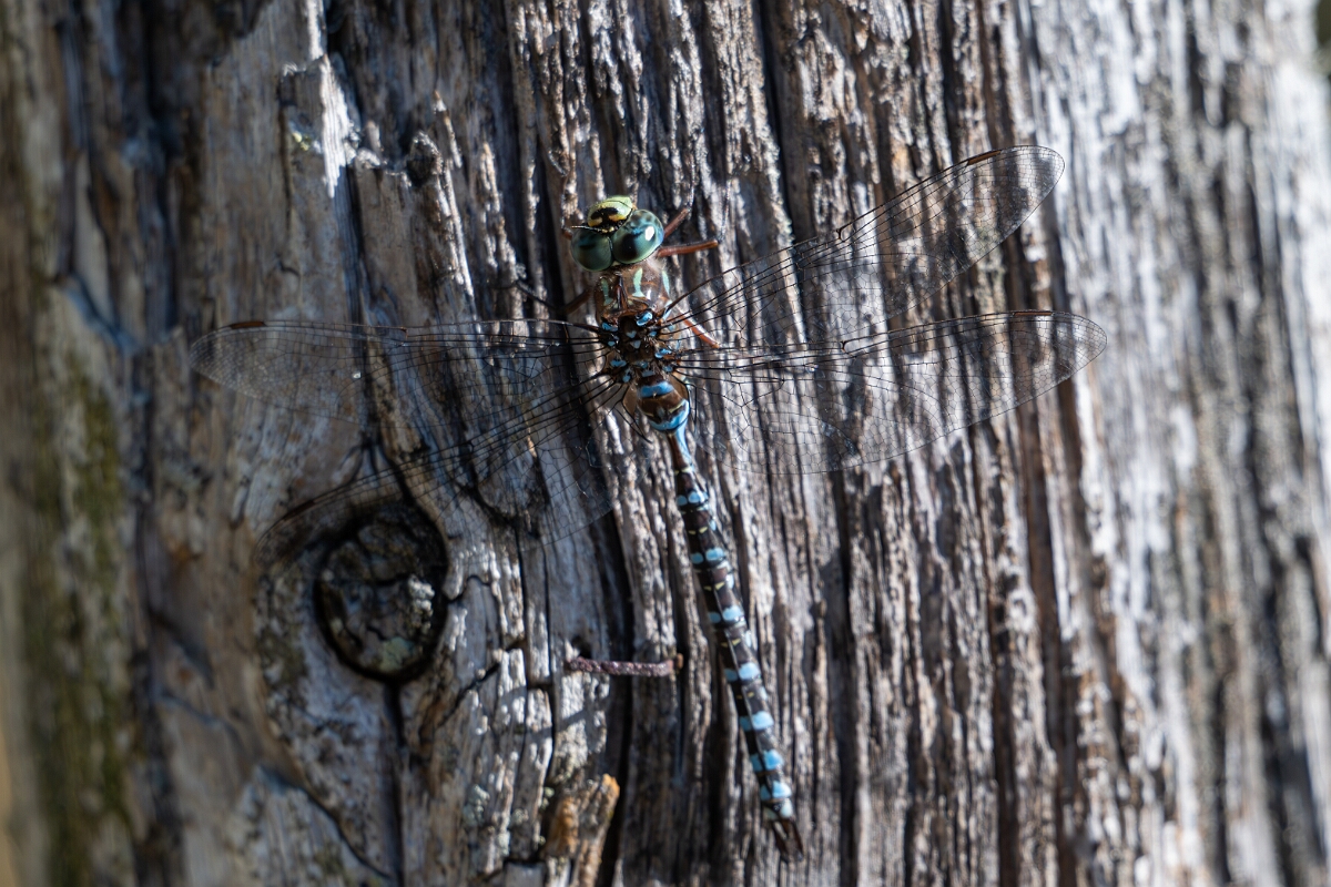 David Plant Photography - Wildlife Photography - Lake darner, Aeshna eremita - C.jpg - Lake darner, Aeshna eremita - Bruce Pit, Stony Swamp, Ontario