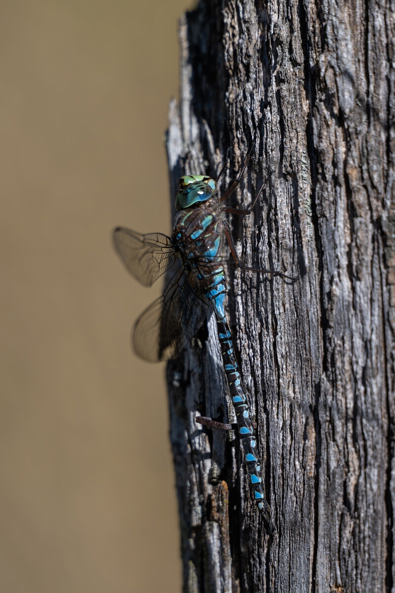 David Plant Photography - Wildlife Photography - Lake darner, Aeshna eremita - D.jpg - Lake darner, Aeshna eremita - Bruce Pit, Stony Swamp, Ontario