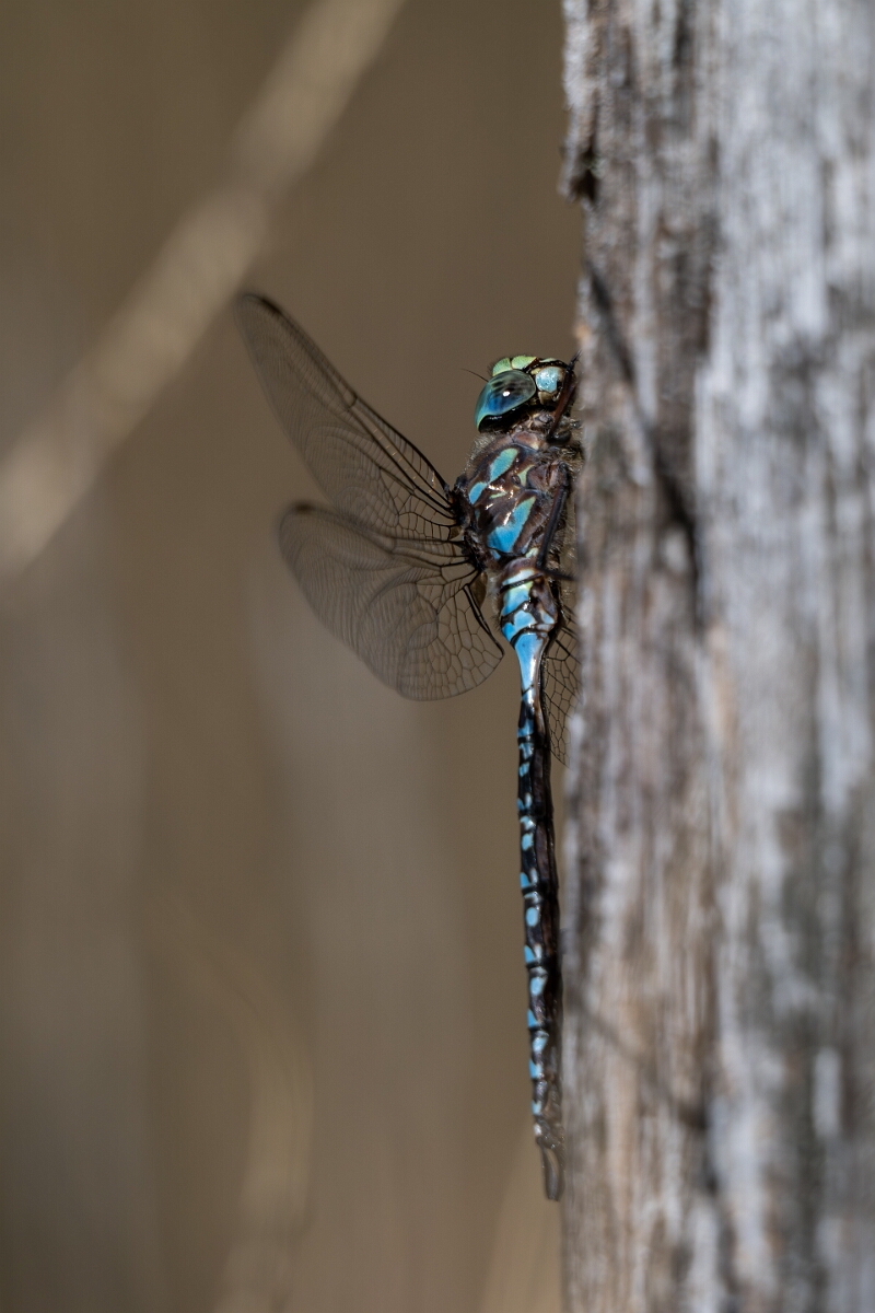 David Plant Photography - Wildlife Photography - Lake darner, Aeshna eremita - E.jpg - Lake darner, Aeshna eremita - Bruce Pit, Stony Swamp, Ontario