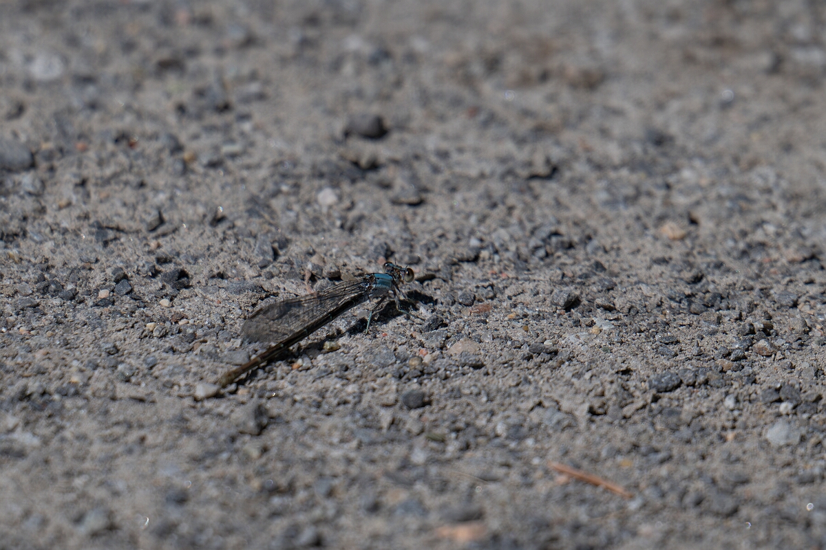 David Plant Photography - Wildlife Photography - Powdered Dancer Argia moesta - A.jpg - Powdered Dancer Argia moesta - Long Island, Rideau River, Ontario