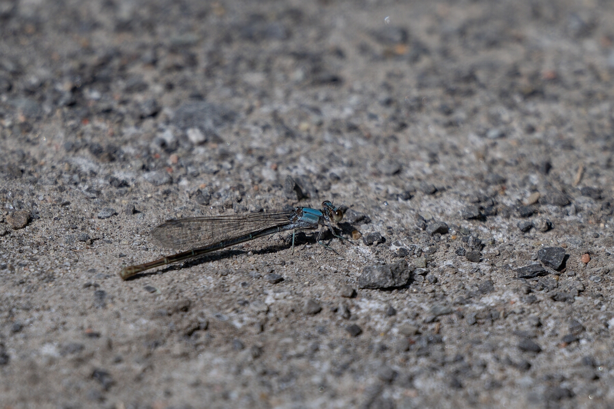 David Plant Photography - Wildlife Photography - Powdered Dancer Argia moesta - B.jpg - Powdered Dancer Argia moesta - Long Island, Rideau River, Ontario