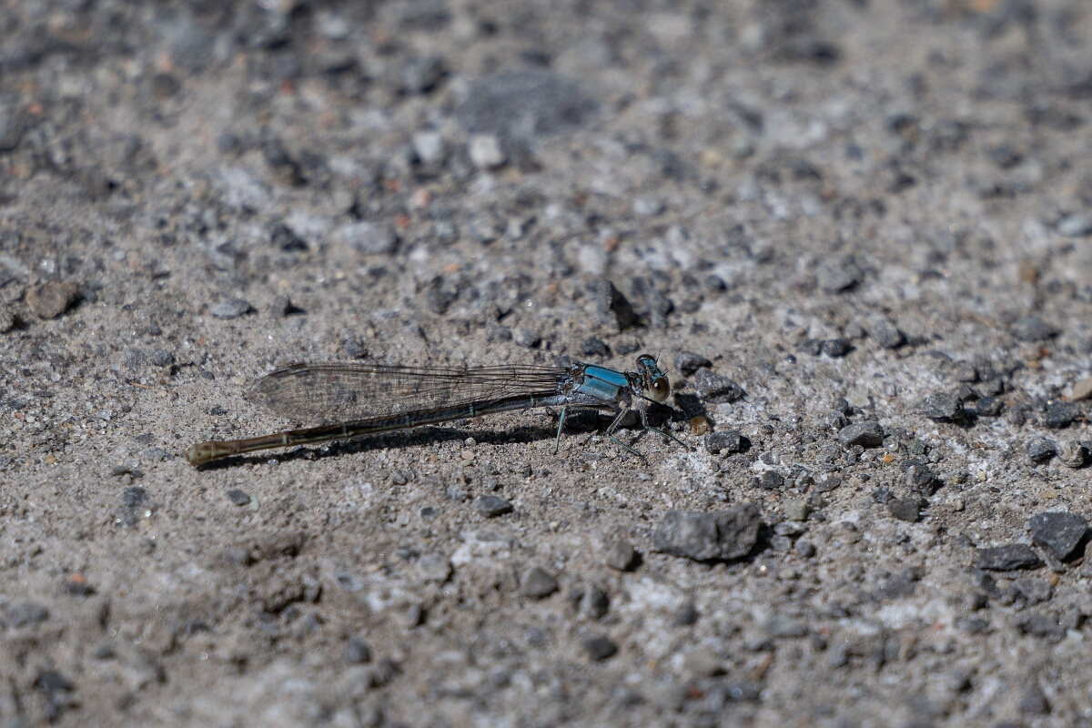 David Plant Photography - Wildlife Photography - Powdered Dancer Argia moesta - C.jpg - Powdered Dancer Argia moesta - Long Island, Rideau River, Ontario