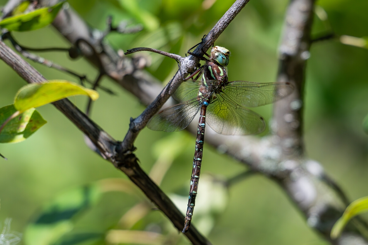 David Plant Photography - Wildlife Photography - Shadow darner, Aeshna umbrosa - C.jpg - Shadow darner, Aeshna umbrosa - Bruce Pit, Stony Swamp, Ontario