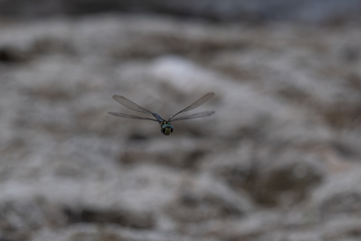 David Plant Photography - Wildlife Photography - Shadow darner, Aeshna umbrosa - D.jpg - Shadow darner, Aeshna umbrosa - Burnt Land Provincial Park, Ontario